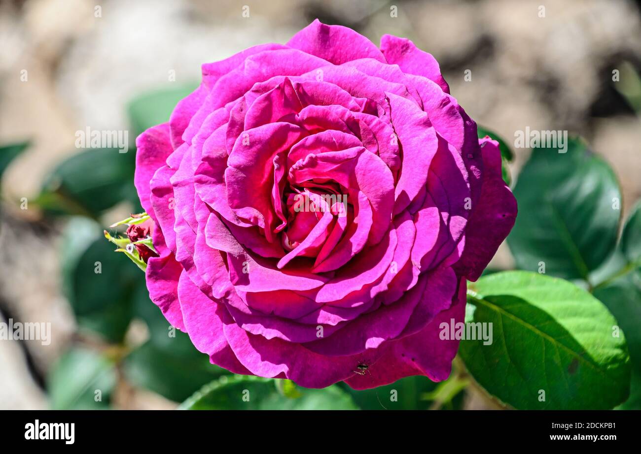 Mauve Rose Blume, grüne Vegetation Bokeh Hintergrund. Stockfoto