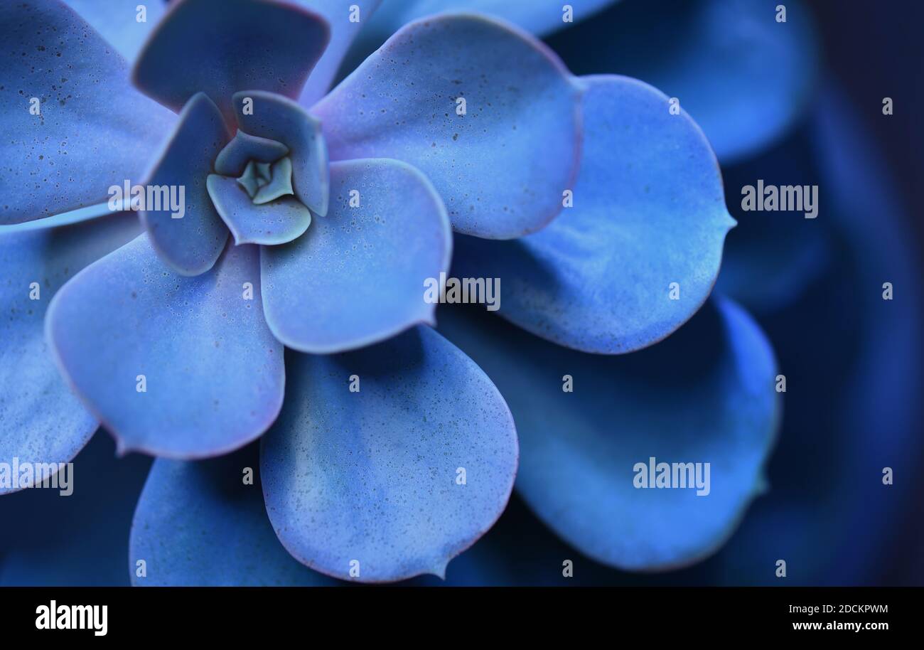 Abstraktes Bild Sukulente Pflanze der blauen Farbe als Hintergrund Stockfoto