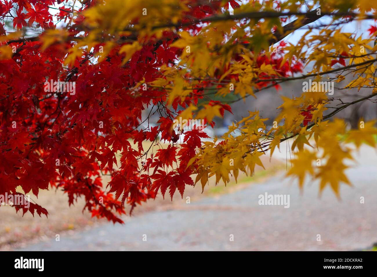 Rote und gelbe Ahornblätter während der japanischen Herbst-Koyo-Saison Stockfoto