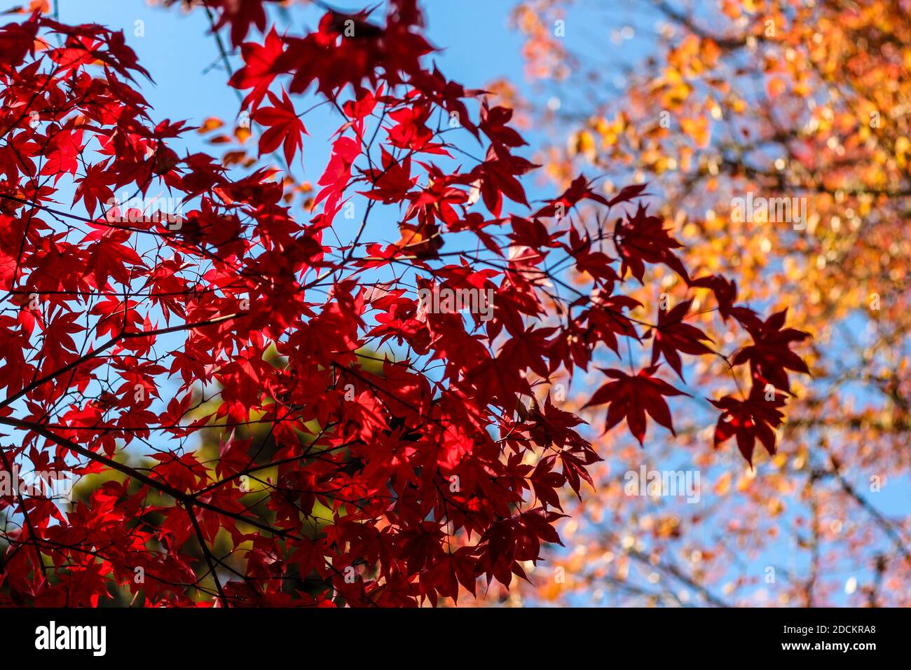 Bunte Ahornblätter gegen einen blauen Himmel während Japans Herbst Koyo-Saison Stockfoto