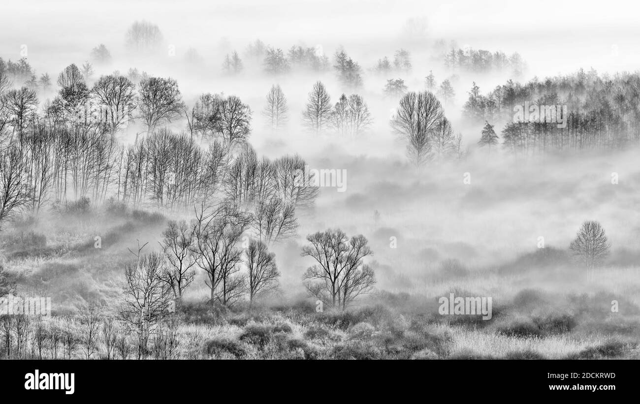 Luftaufnahme über den nebligen Wald bei Sonnenaufgang, Kunstfotografie Stockfoto