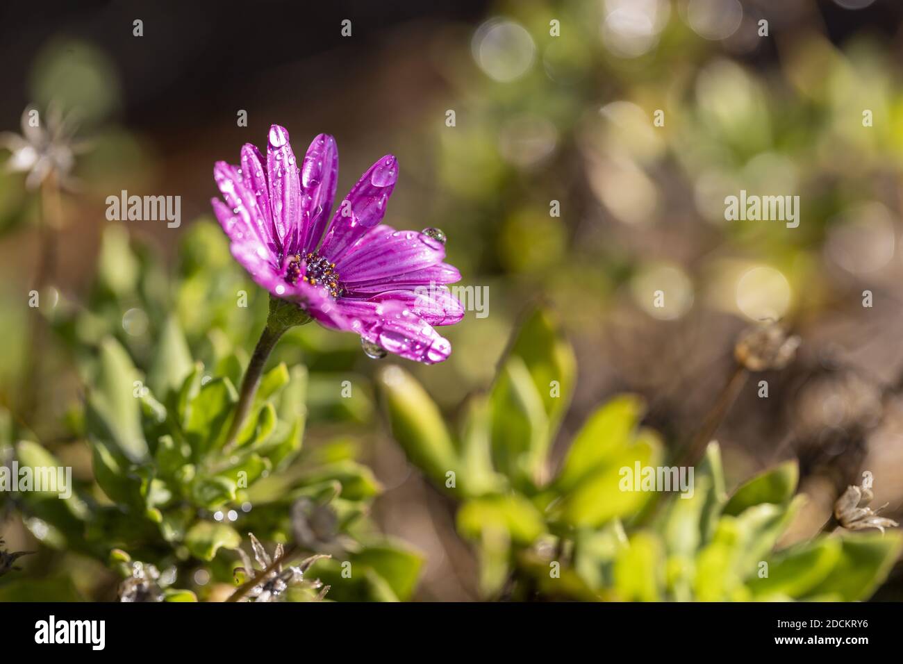 Eine selektive Fokusaufnahme einer violetten osteospermum Blume mit Wassertropfen Stockfoto
