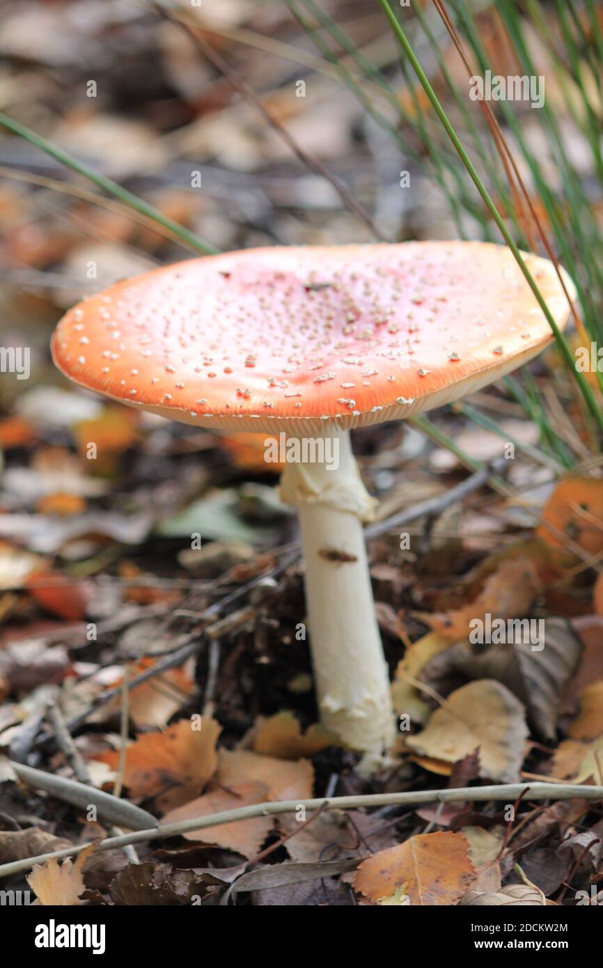 Pilz Stockfoto