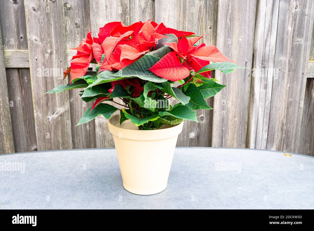 Blumendarstellung von Weihnachtssterne oder Weihnachtsrose (Euphorbia pulcherrima). Dekoratives rotes und grünes Laub wird oft zu Weihnachten verwendet. Stockfoto