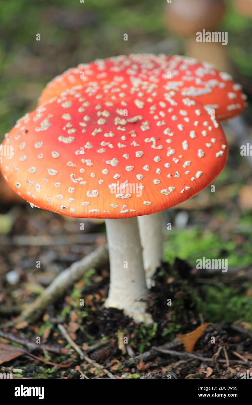 Pilz Stockfoto