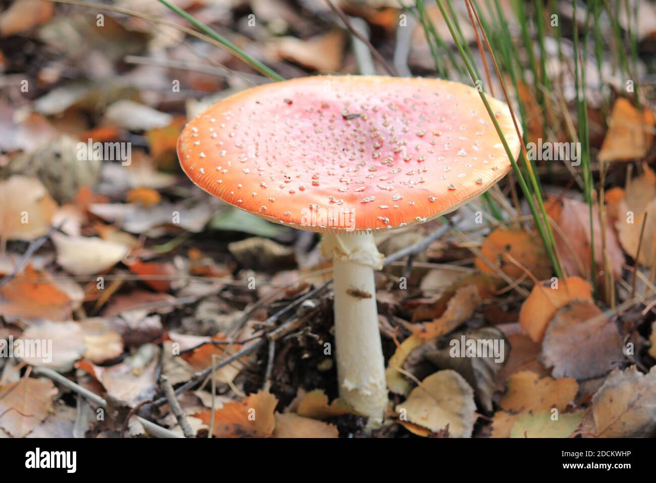 Pilz Stockfoto