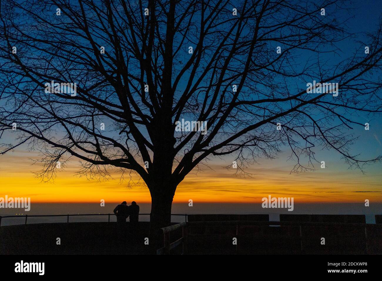 Großer Baum hoch oben Stockfoto
