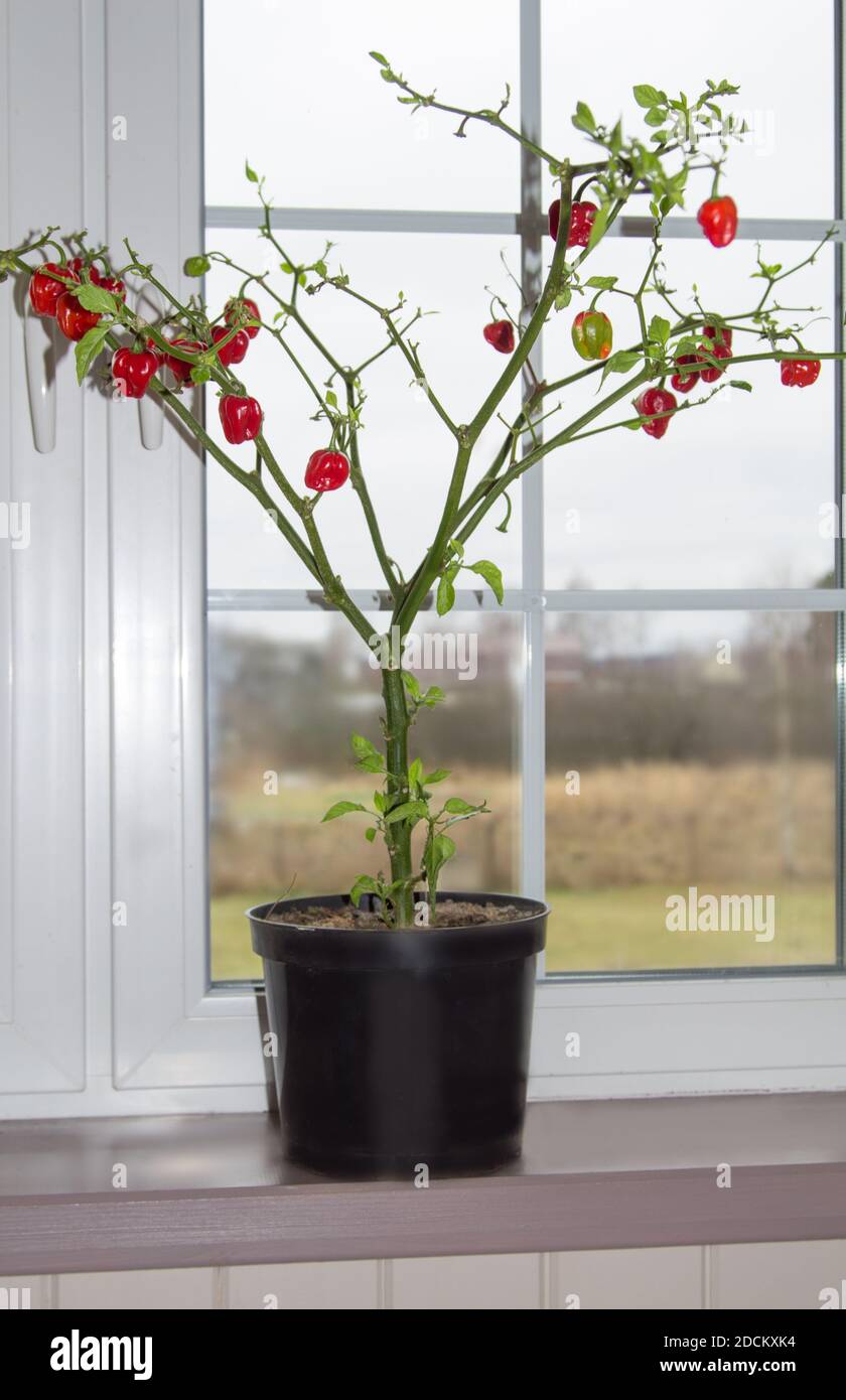 Roter Pfeffer wird auf der Fensterbank in einem Topf angebaut. Stockfoto