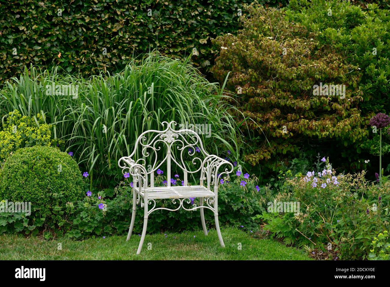 Weißer Metallsitz, schmiedeeiserner Stuhl, Sitz, Sitz, Garten, Gärten, Miscanthus, Gras, Gräser, Anzeige, Bildschirme, Gartenarbeit, formeller Garten, kunstvoller Gartensitz, Stockfoto