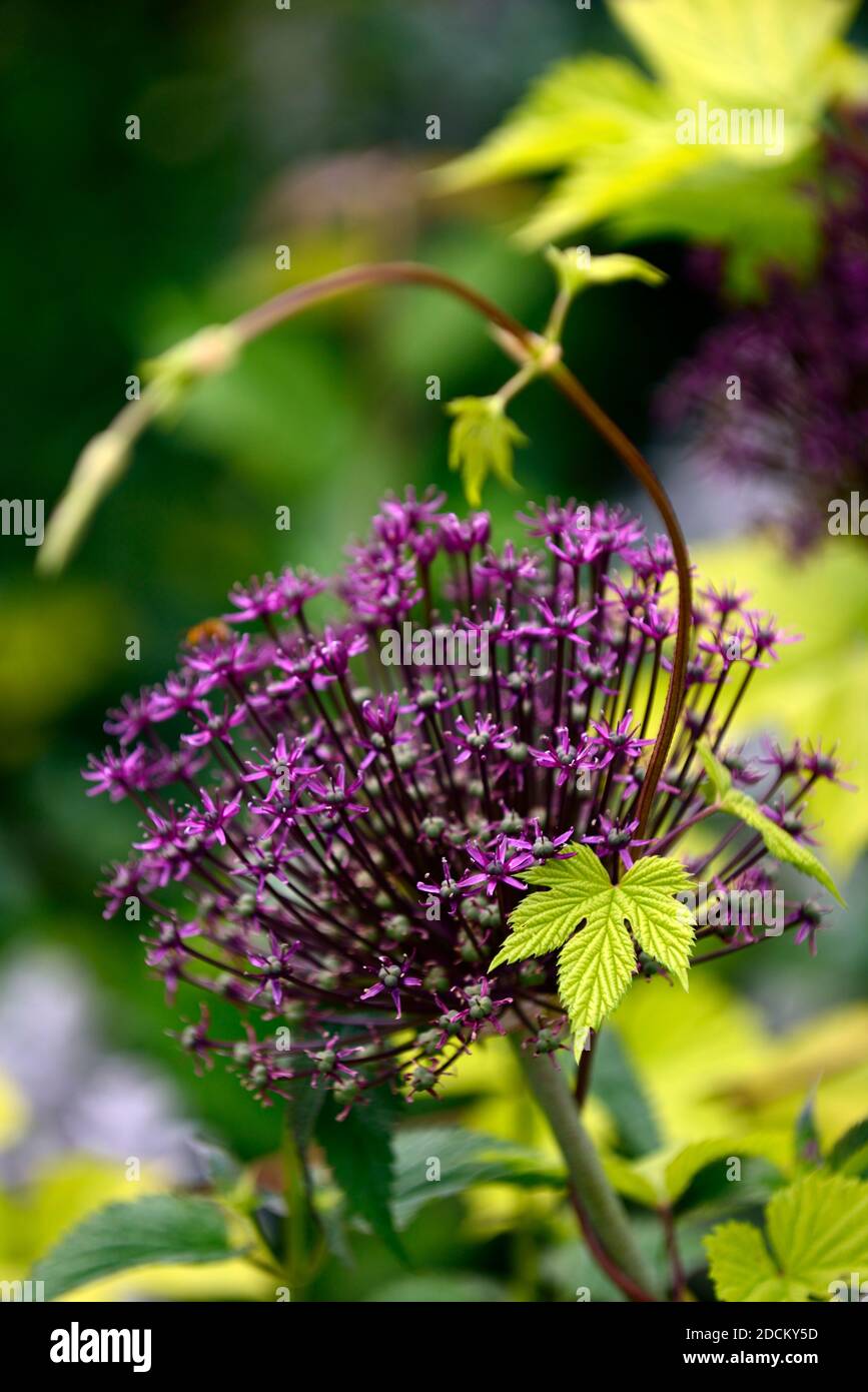 allium atropurpureum, lila Blüten, humulus aureus, goldener Hopfen, neues Wachstum, gelbe Blätter, gelb, goldenes Laub, klettern, Kletterer, Klettern, thalictrum, Garten, Stockfoto