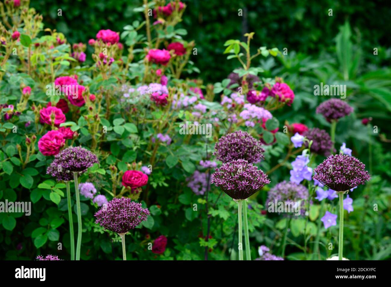 Cottage Garden, Rose, Rosen, allium atropurpureum, rot, rosa, lila, Blumen, Garten, Gärten, Alliums, RM Floral Stockfoto