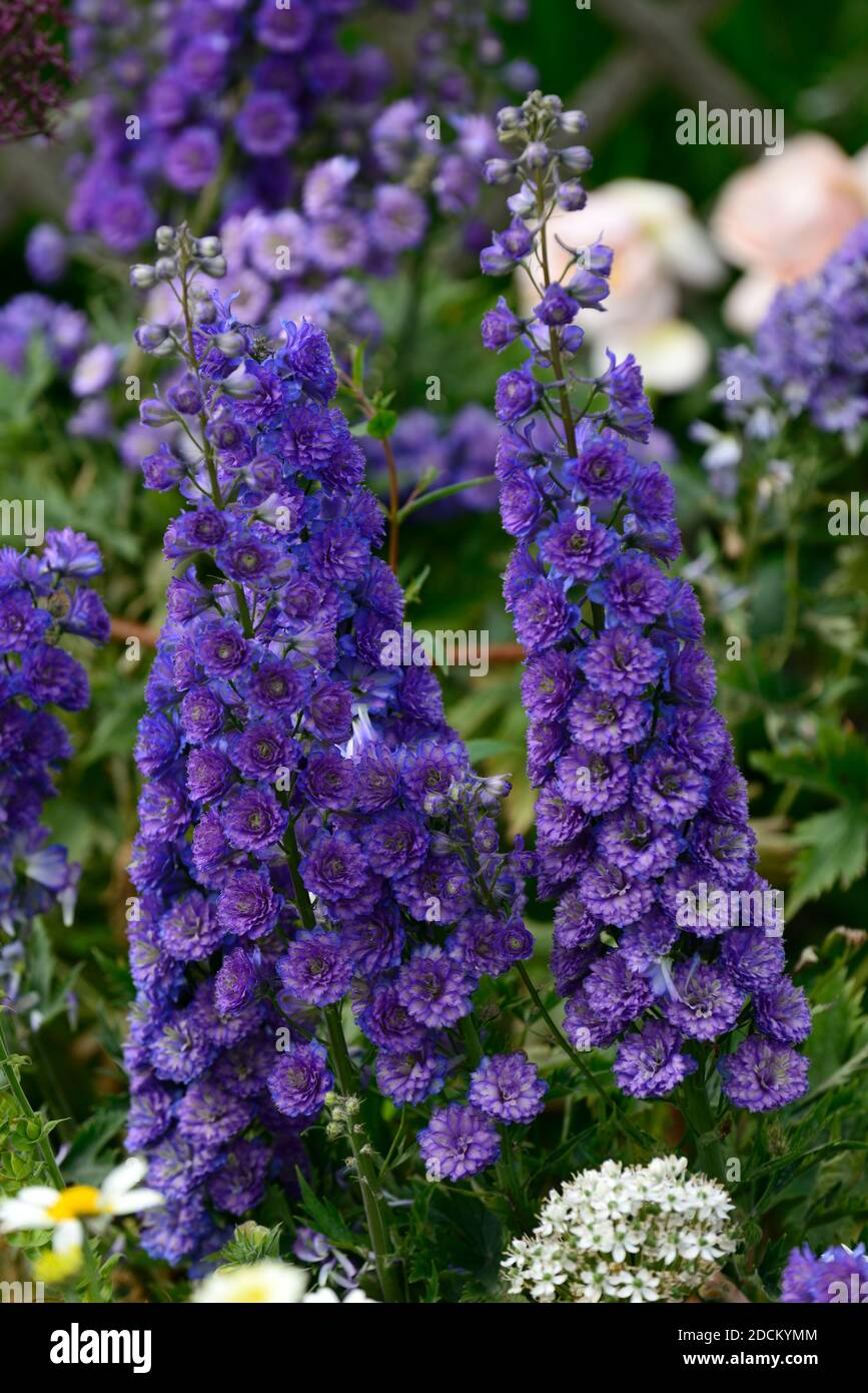 Delphinium elatum Highlander Bolero, doppelte Lavendel-blaue Blumen, Creme-Zentrum, Blumen, blühende Spitze, Kirme, blühende Spitzen, mehrjährige, Garten, Gärten, Stockfoto