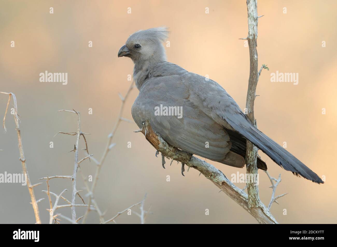 Greay Go-Away-Vogel (Corythaixoides concolor bechuanae), Seitenansicht eines Erwachsenen, der auf einem Ast thront, Mpumalanga, Südafrika Stockfoto