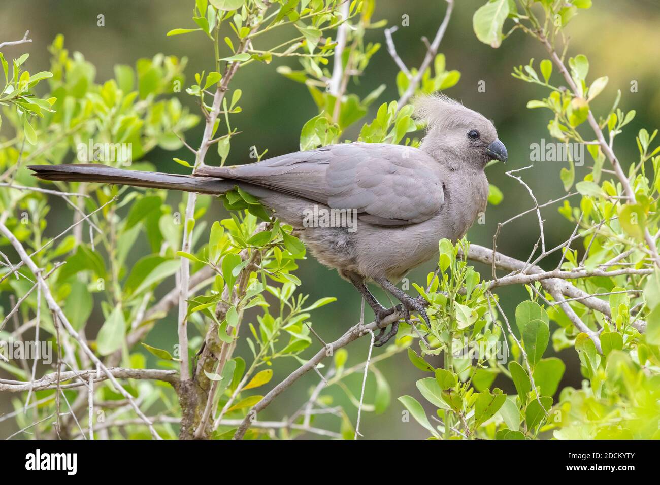 Greay Go-Away-Vogel (Corythaixoides concolor bechuanae), Seitenansicht eines Erwachsenen, der auf einem Ast thront, Mpumalanga, Südafrika Stockfoto