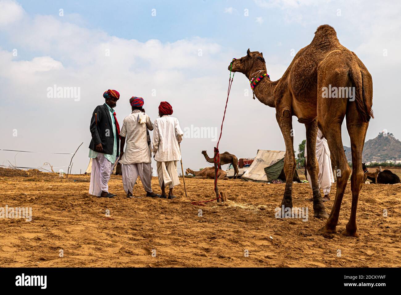 Kamelhändler in Livesock Kamele in Sanddünen der Thar Wüste mit selektivem Fokus auf Thema und hinzugefügt Lärm und Getreide. Stockfoto