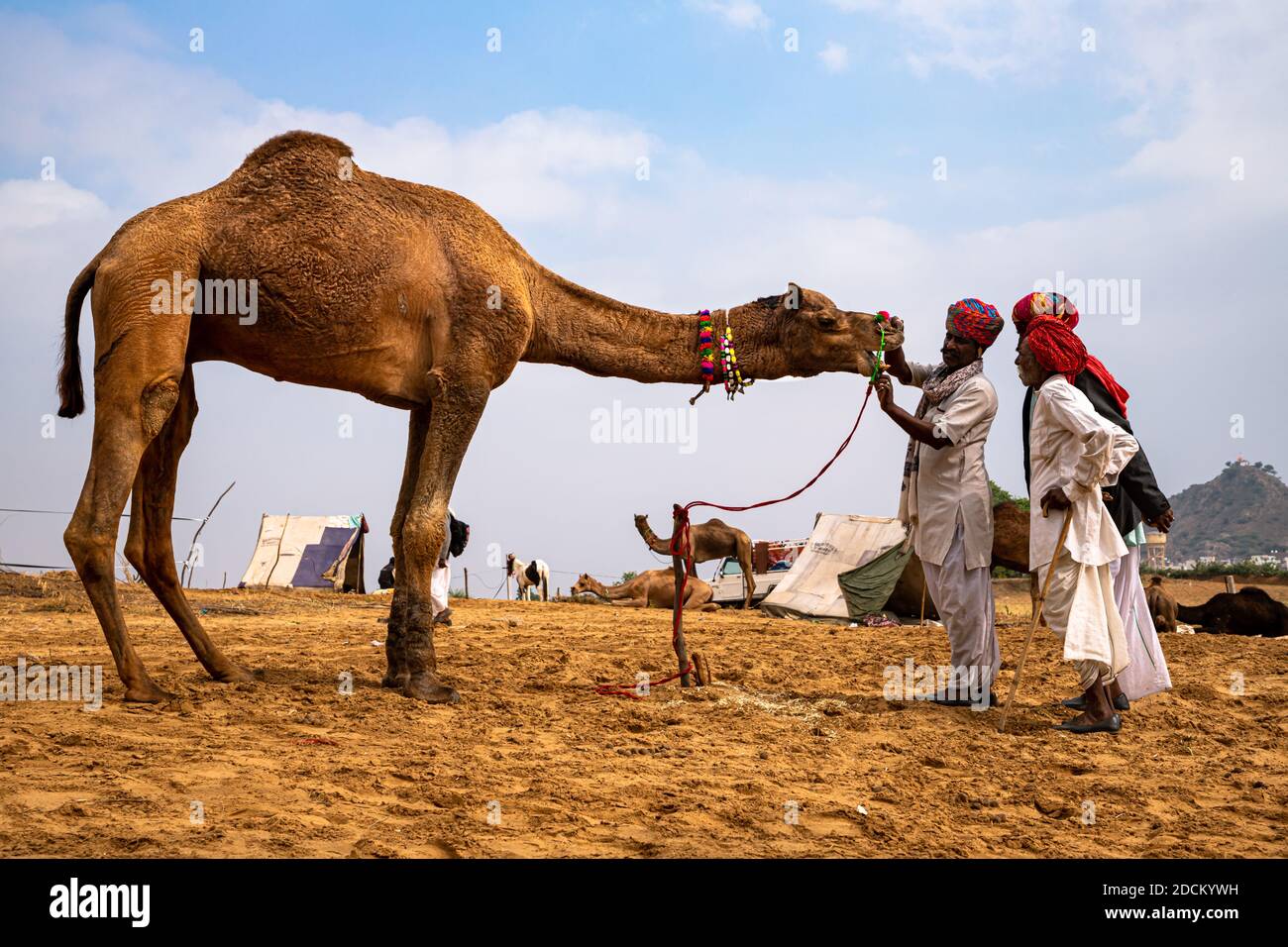 Kamelhändler Kontrolle der Zähne in Vieh Kamel in Sanddünen der Wüste mit selektivem Fokus auf Thema und hinzugefügt Lärm und Getreide. Stockfoto