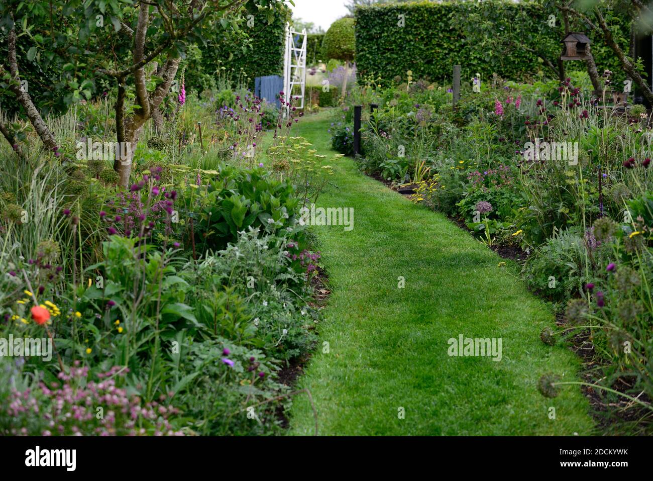 Weißes Metalltor, schmiedeeisernes Tor, Hüttengarten, krautige Ränder, Pfad, Pfad, gemähter Pfad, Allium, zirsium, Fuchshandschuh, Schafgarbe, lila, rot, rosa, gelb, Fluss Stockfoto