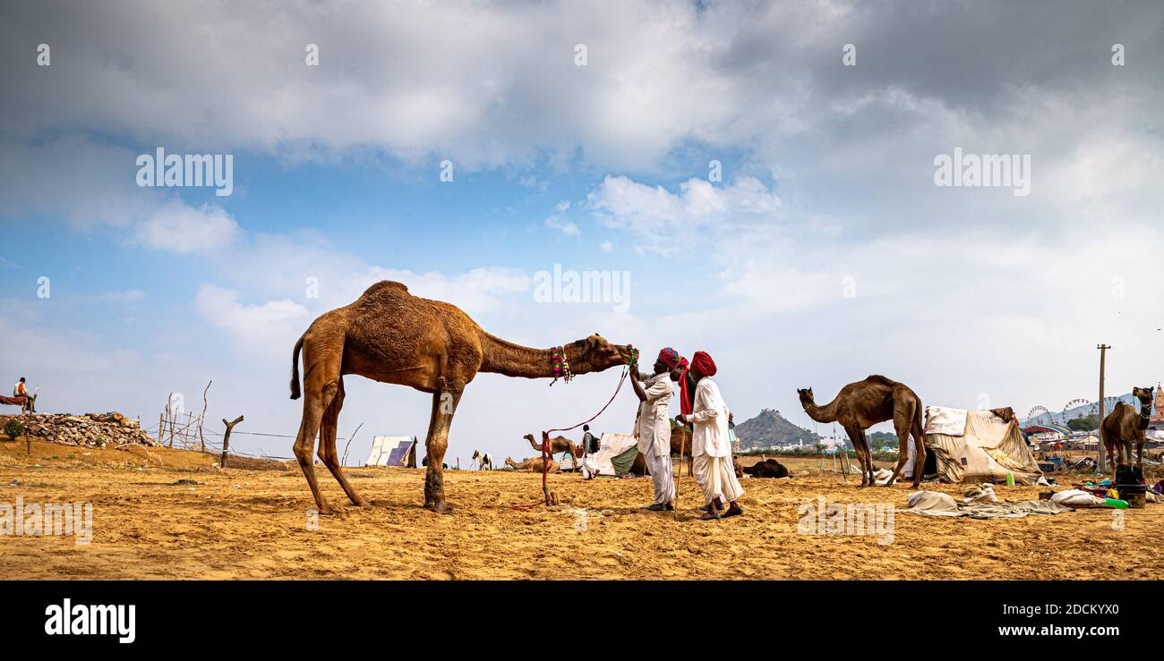 Kamelhändler Kontrolle der Zähne von Kamel in Vieh Kamel in Sanddünen von thar dsesrt mit selektivem Fokus auf Thema und hinzugefügt Lärm und Getreide. Stockfoto