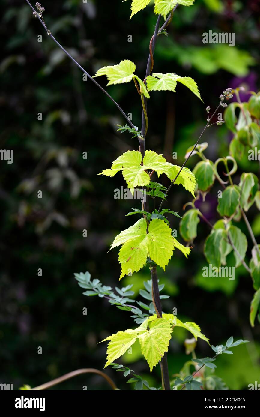 humulus aureus, goldener Hopfen, neues Wachstum, gelbe Blätter, gelb, goldenes Laub, klettern, Kletterer, Klettern, thalictrum, Garten, Gartenarbeit, RM Floral Stockfoto