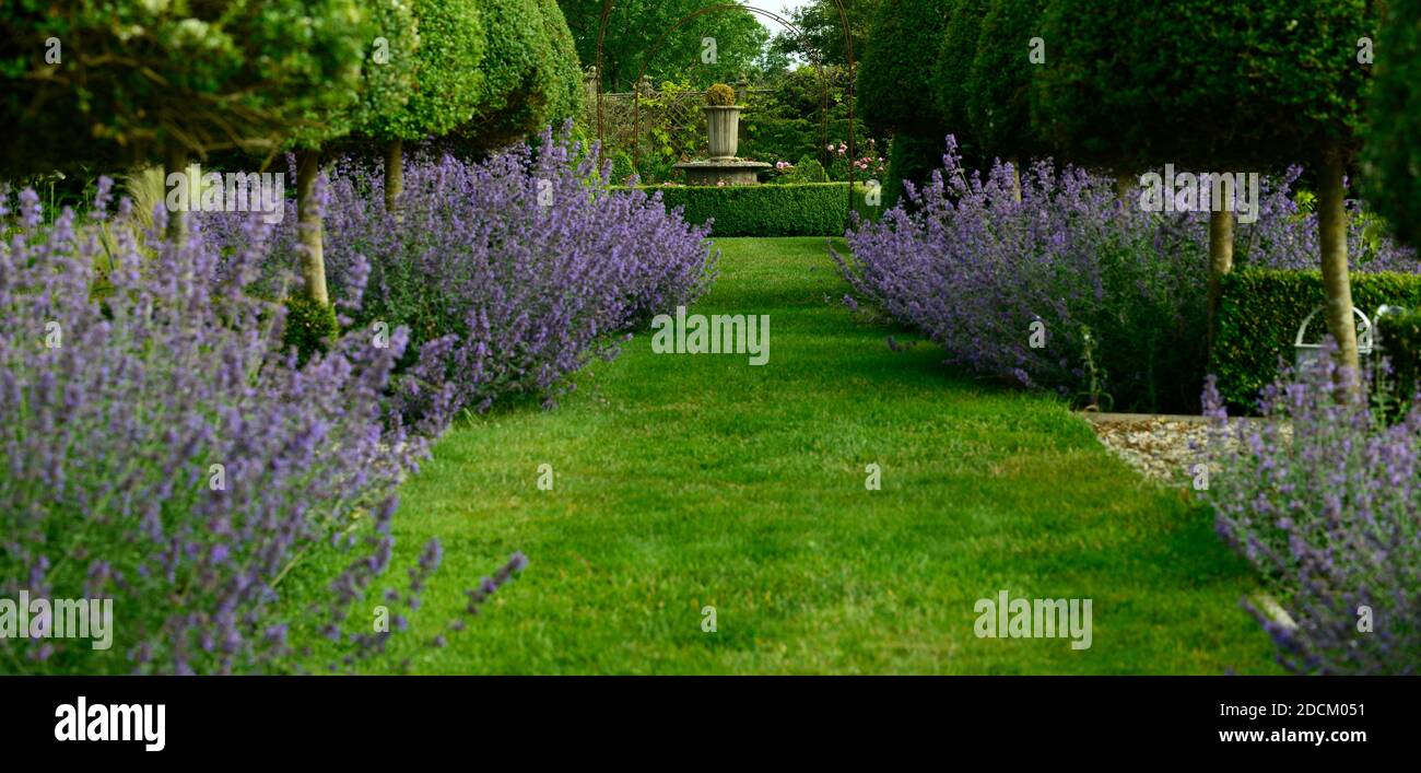 Nepeta Six Hills Giant, Katzenminze Katzenminze, Violett, Blau, Blume, Garten, Absicherung, Absicherung, Formgehölze, Hedging, Katzenminze Hedge, Gartengestaltung, Garten, Gärten Stockfoto