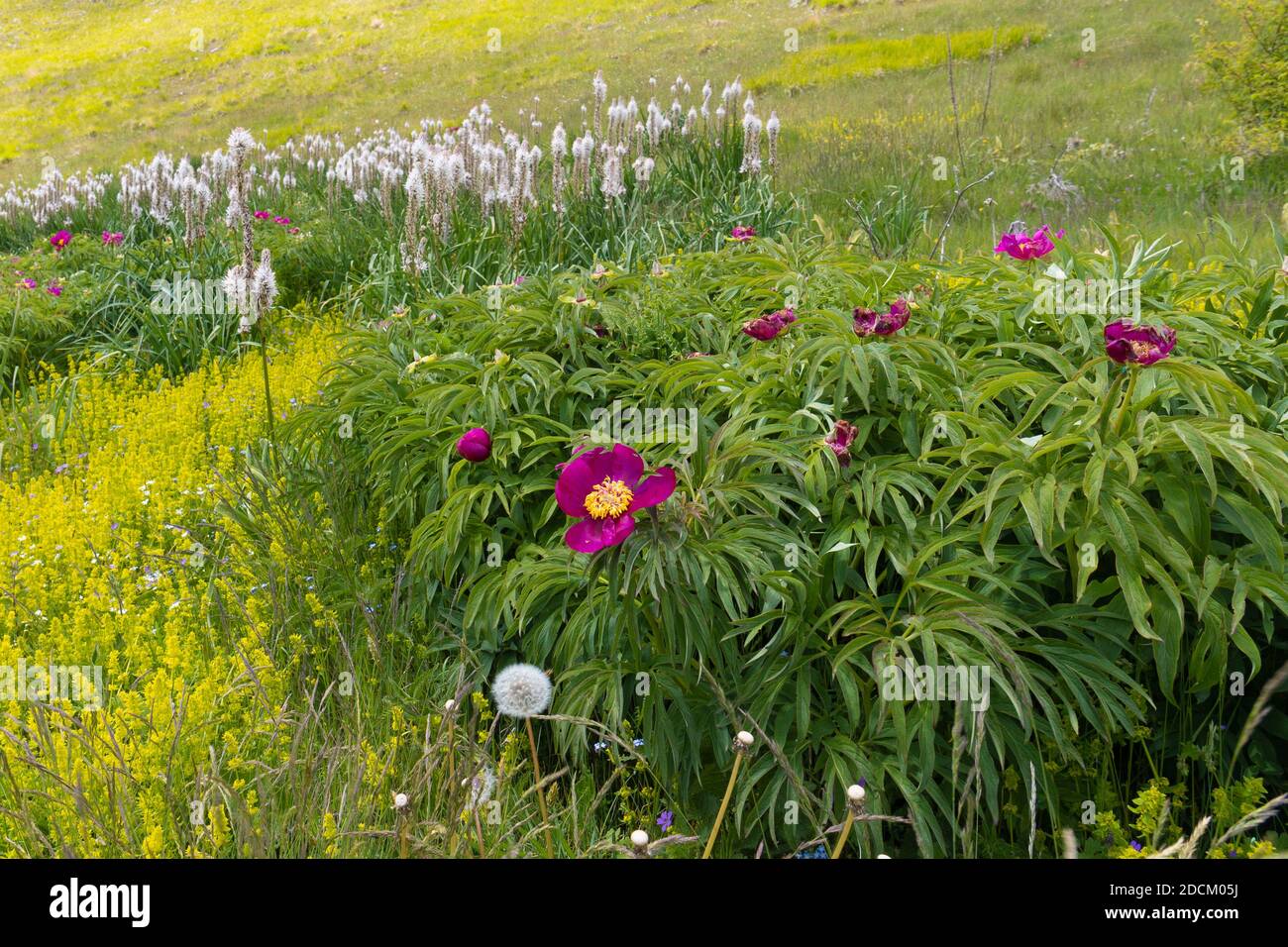 Gemeine Pfingstrose (Paeonia officinalis), Pflanzen, die auf einem Berghang wachsen, Abruzzen, Italien Stockfoto