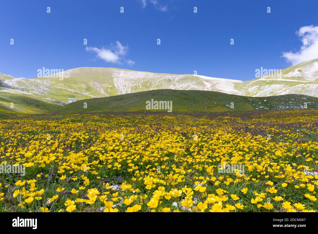 Berglandschaft, Berghänge bedeckt von Ranunculus Blumen, Abruzzen, Italien Stockfoto
