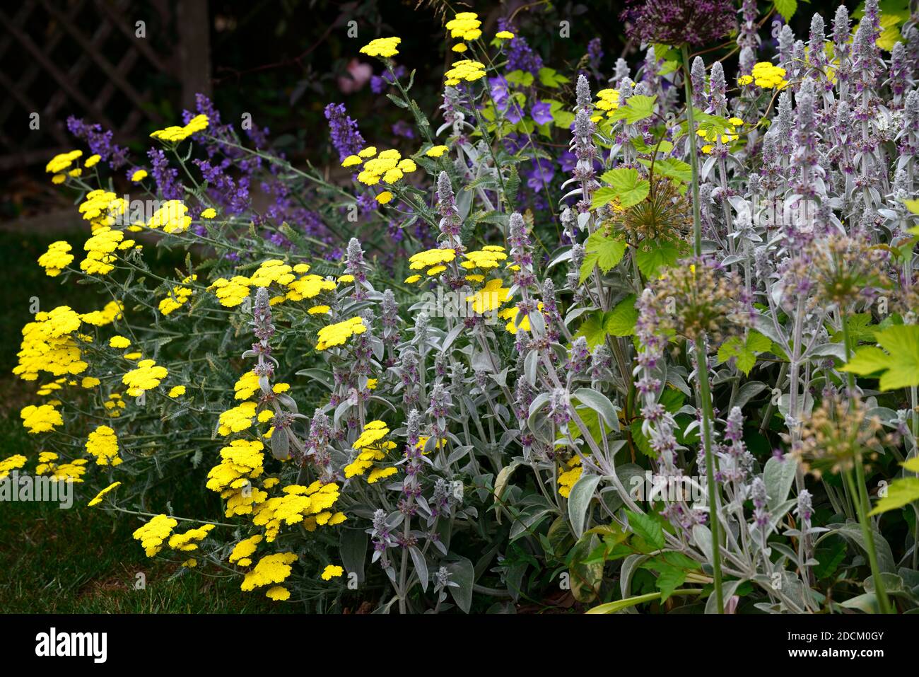 Stachys byzantina, lambs Ohr, achillea filipendulina Moonshine, gelbe