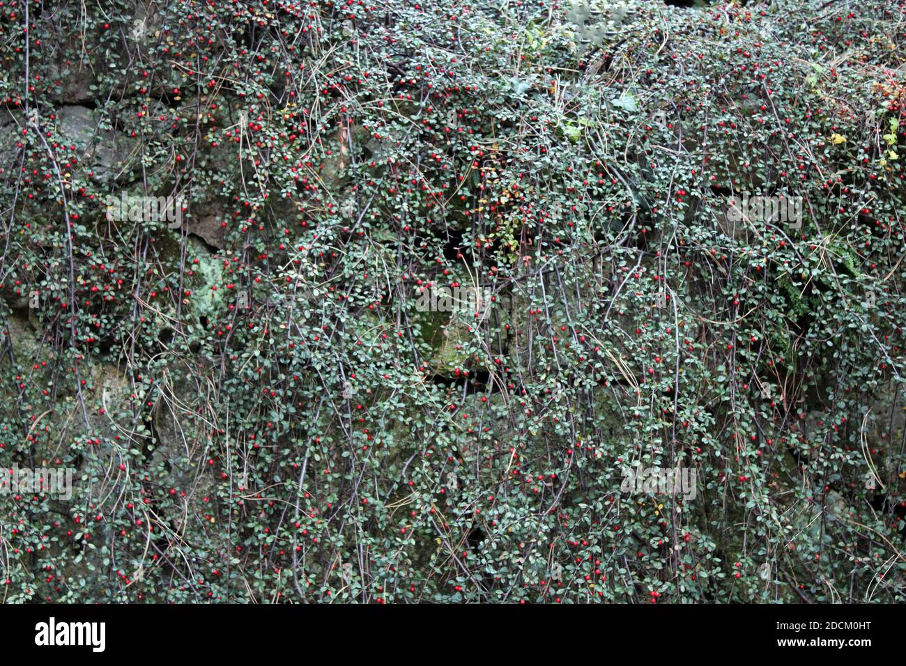 Cotoneaster dammeri, Herbst in den Parks von Zagreb, Kroatien, Europa Stockfoto
