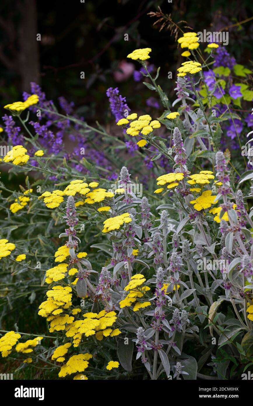 Stachys byzantina, lambs Ohr, achillea filipendulina Moonshine, gelbe