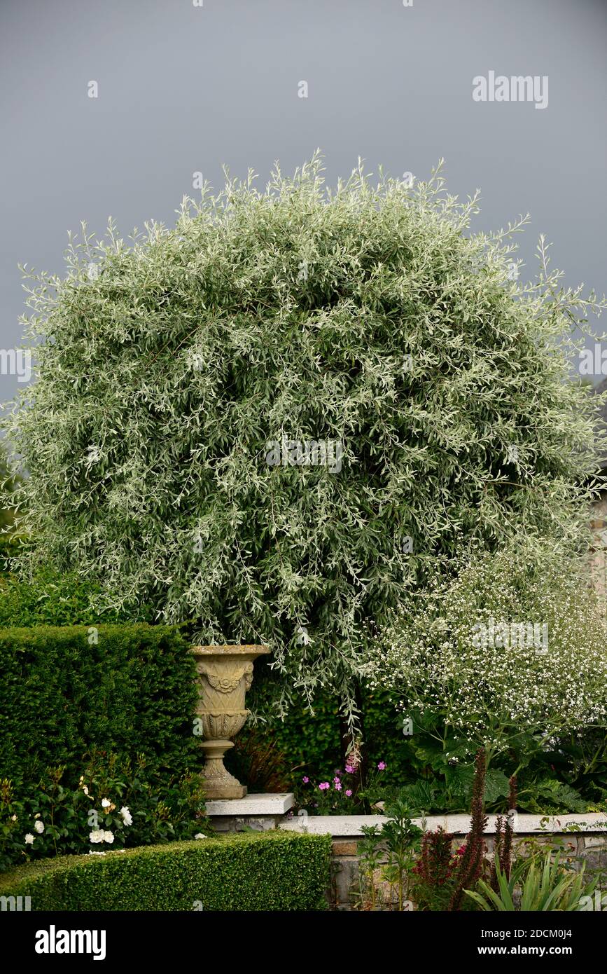 Pyrus salicifolia Pendula, hängende Weidenblättrige Birne, weinende Silberbirne, schlanke weinende Äste, schmale gräuliche Blätter, Baum, Bäume, RM Floral Stockfoto