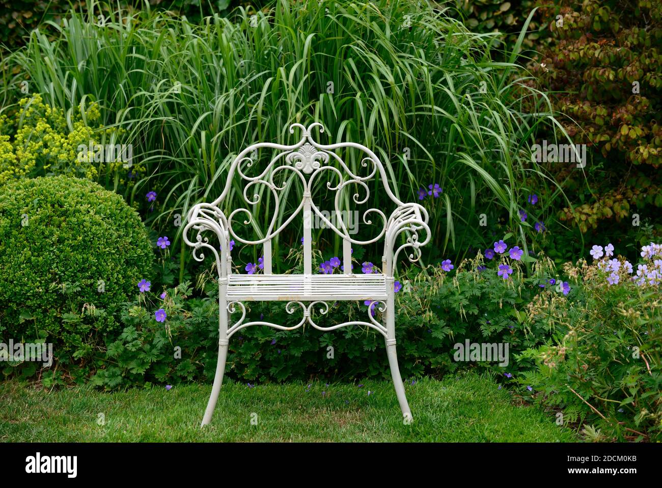 Weißer Metallsitz, schmiedeeiserner Stuhl, Sitz, Sitz, Garten, Gärten, Miscanthus, Gras, Gräser, Anzeige, Bildschirme, Gartenarbeit, formeller Garten, kunstvoller Gartensitz, Stockfoto