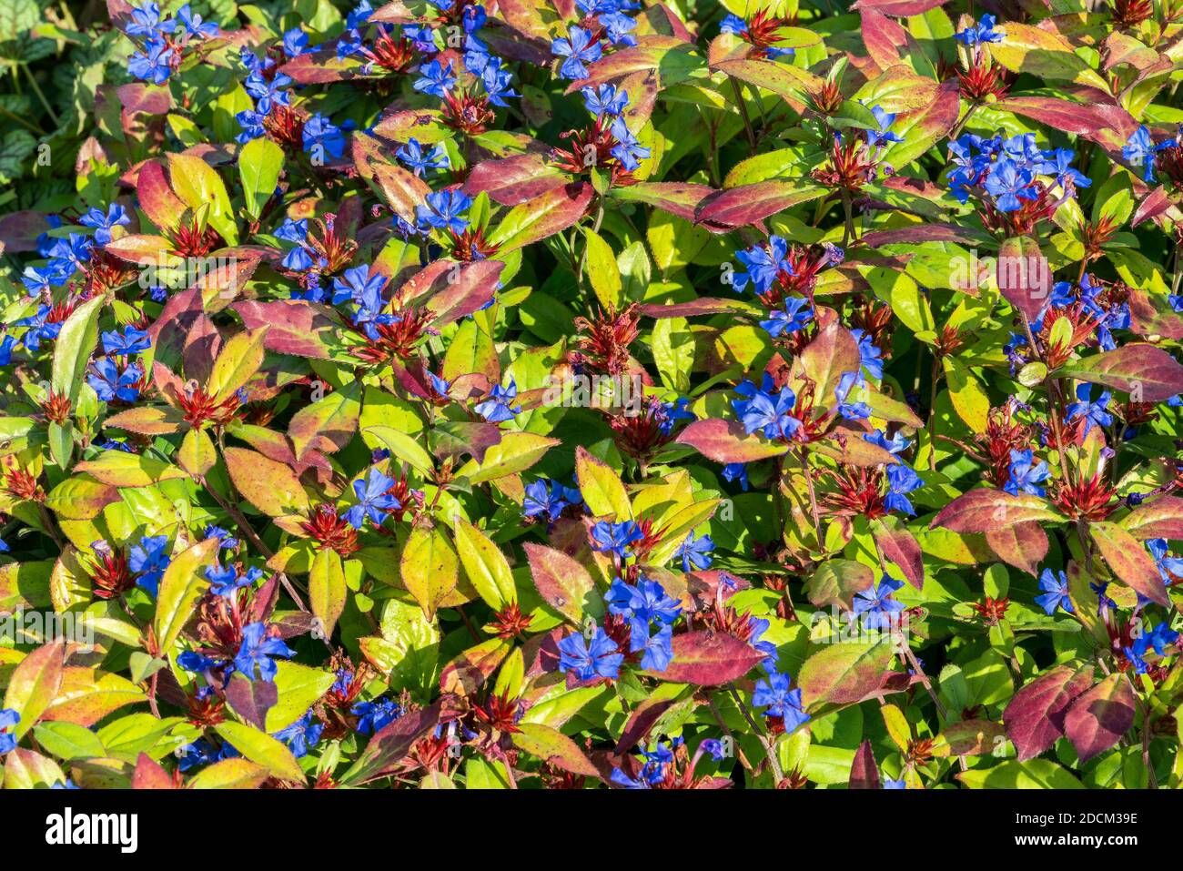 Ceratostigma plumbaginoides eine Sommerherbstblütenpflanze, die allgemein als blaublühende Bleiwurz bekannt ist, Stock-Foto-Bild Stockfoto