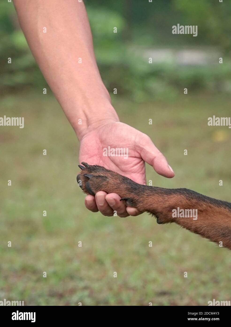 Menschliche Hand hält Hundepfote. Freundschaft und Begleiter Konzept. Nahaufnahme. Stockfoto