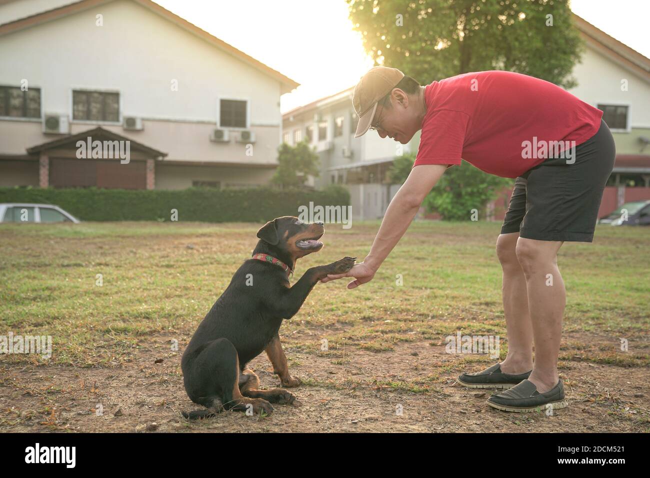 Hundepfote auf der Hand eines erwachsenen Mannes. Lehr Hund auf der Hand schütteln. Freundschafts- und Unterstützungskonzept. Stockfoto