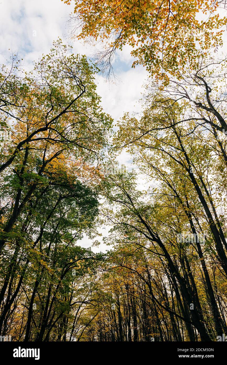 Blick auf einen schönen Herbst Blätter auf den Bäumen in Der Wald Stockfoto