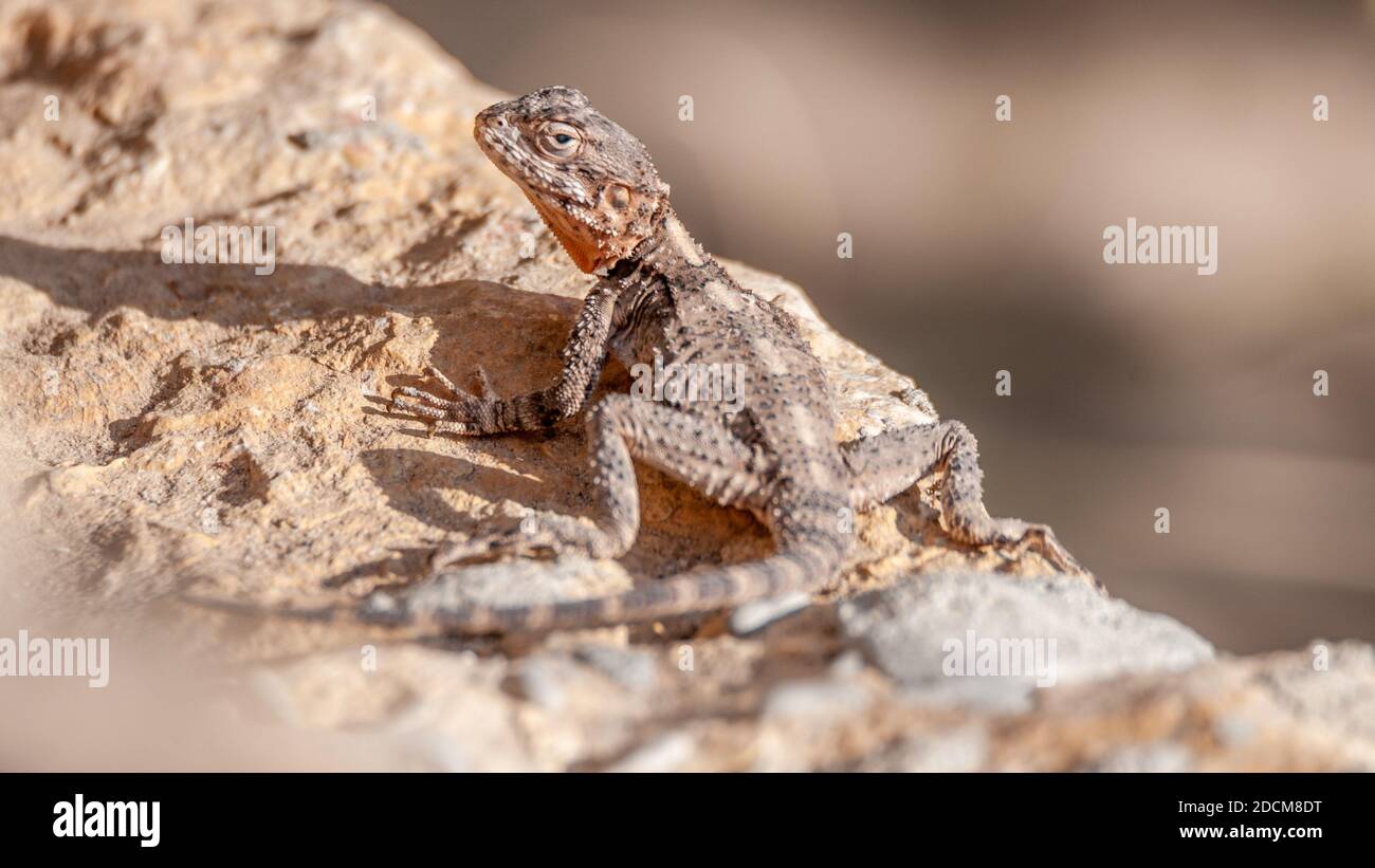 Isolierte Nahaufnahme eines einzelnen Geckos, der in der Sonne liegt Die Sonne des Mittags - Israel Stockfoto