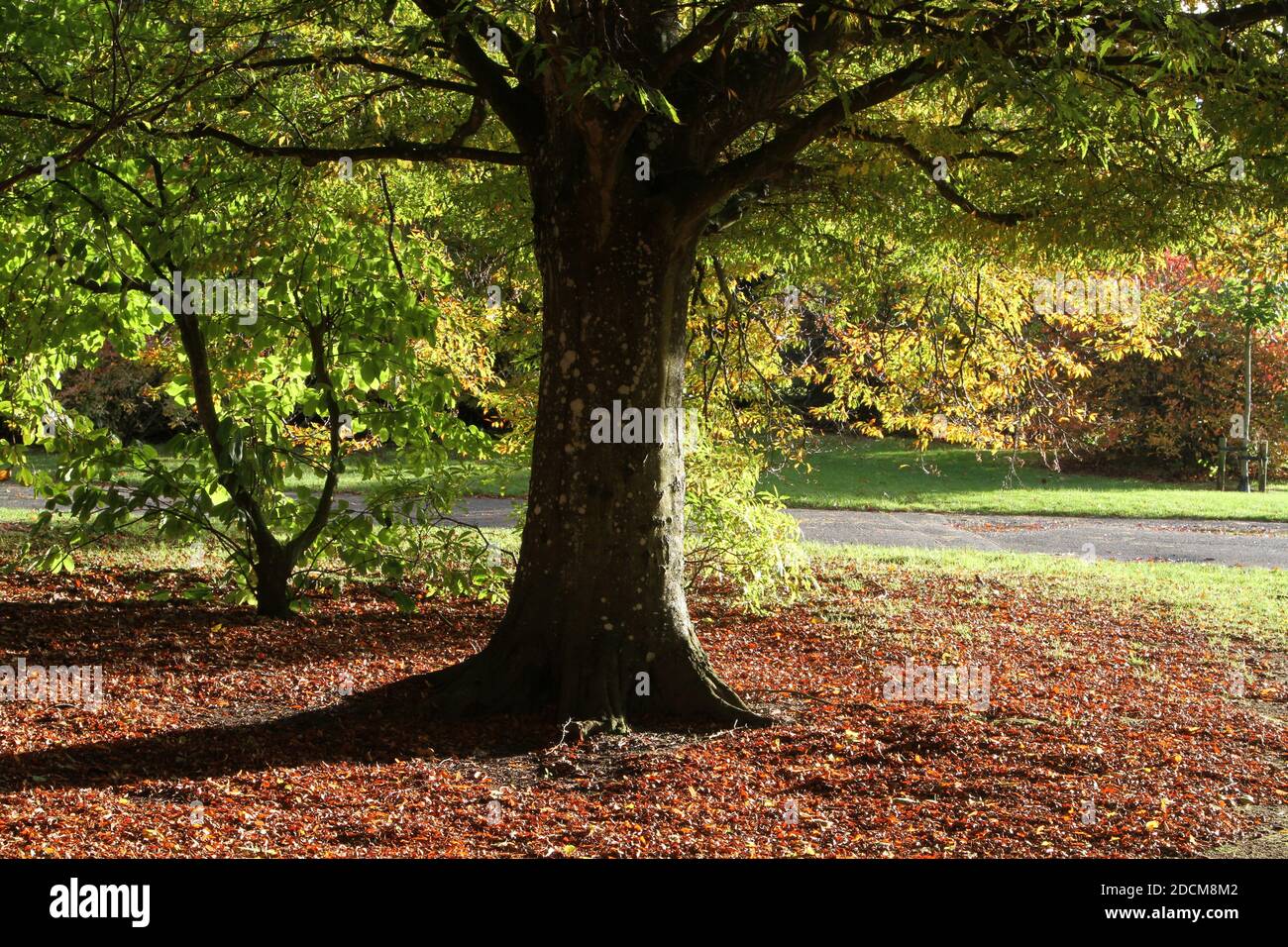 Belleisle Park, Ayr, Ayrshire, Schottland, UK Herbstfarben Stockfoto