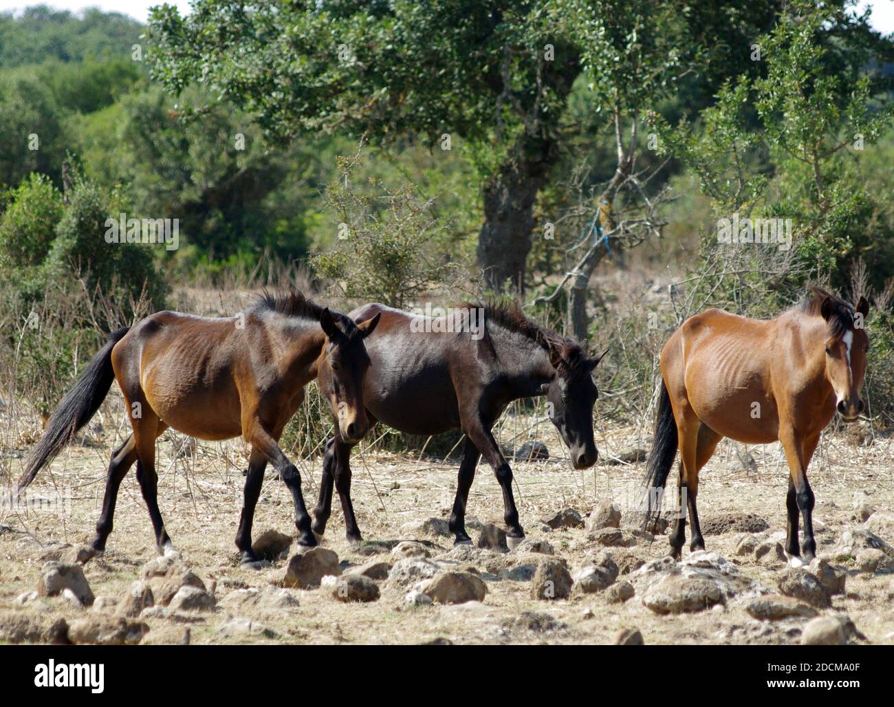Wilde Ponys auf der Giara di Gesturi, Sardinien, Italien Stockfoto