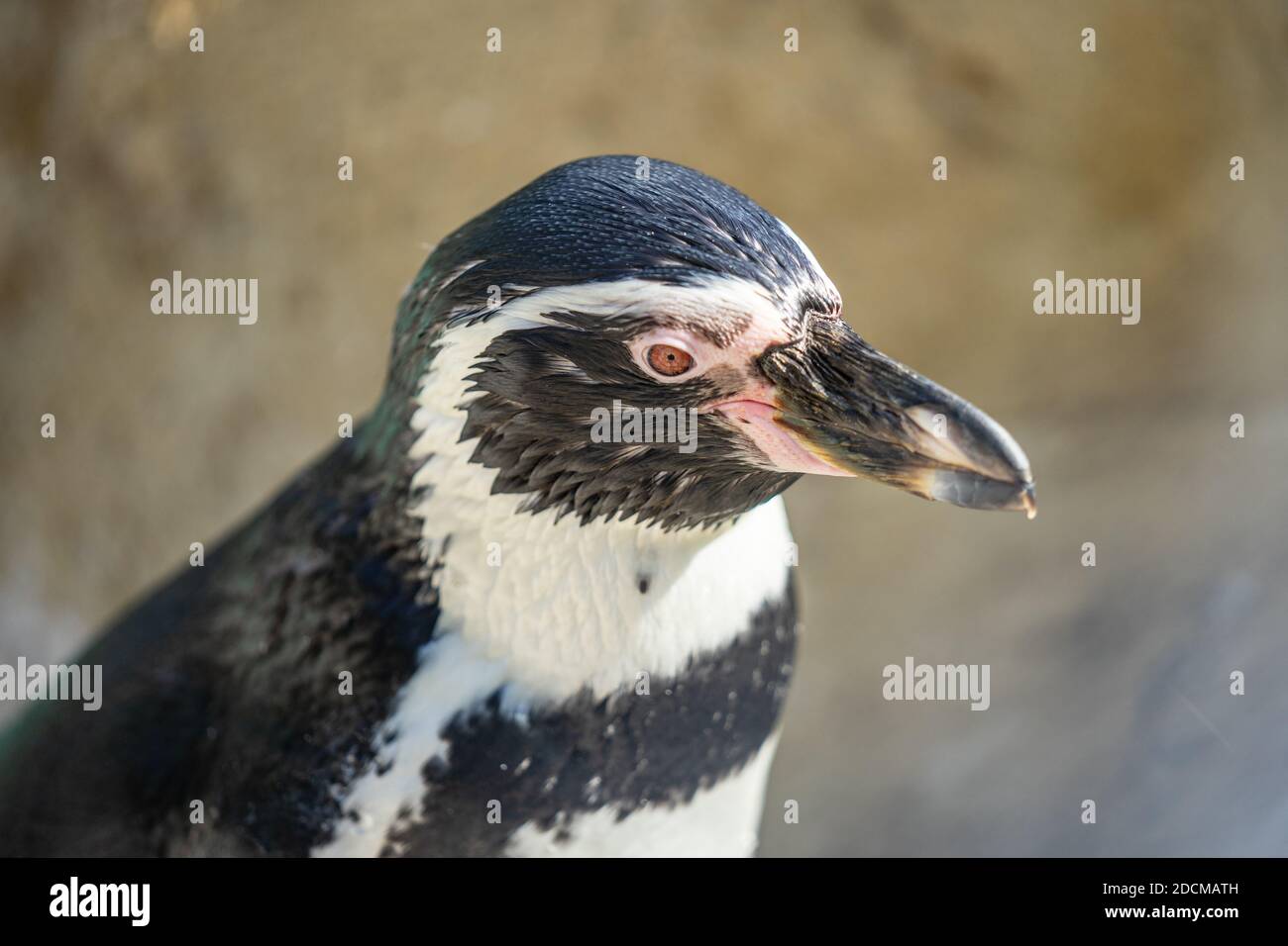 Ist Ein Pinguin Ein Säugetier www.alamy.de
