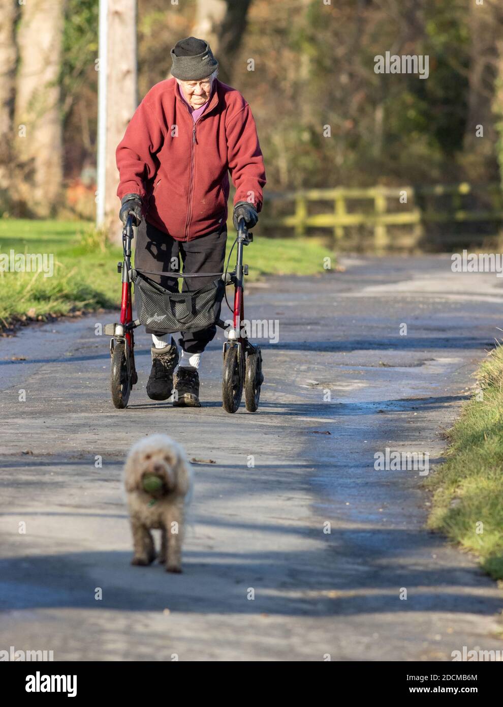 Senior Person, die Übung mit einem Rollator Mobilität Walking Frame und zu Fuß einen Hund entlang einer ruhigen Landstraße, Großbritannien Stockfoto