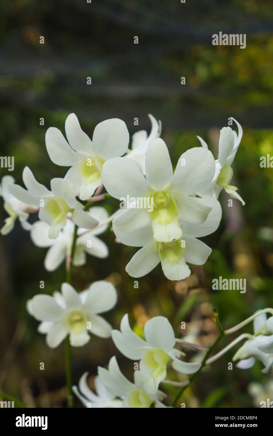 Eine schöne weiße Orchidee, die im Garten blüht. Stockfoto