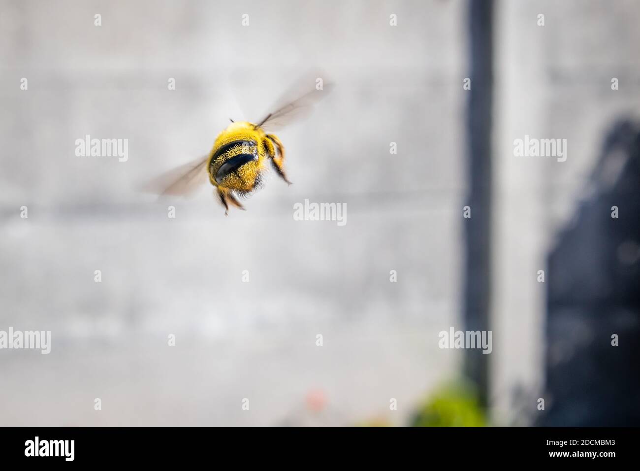 Große behaarte gelbe und schwarze Carpenter Biene (Xylocopa caffra) fliegend, Kapstadt, Südafrika Stockfoto