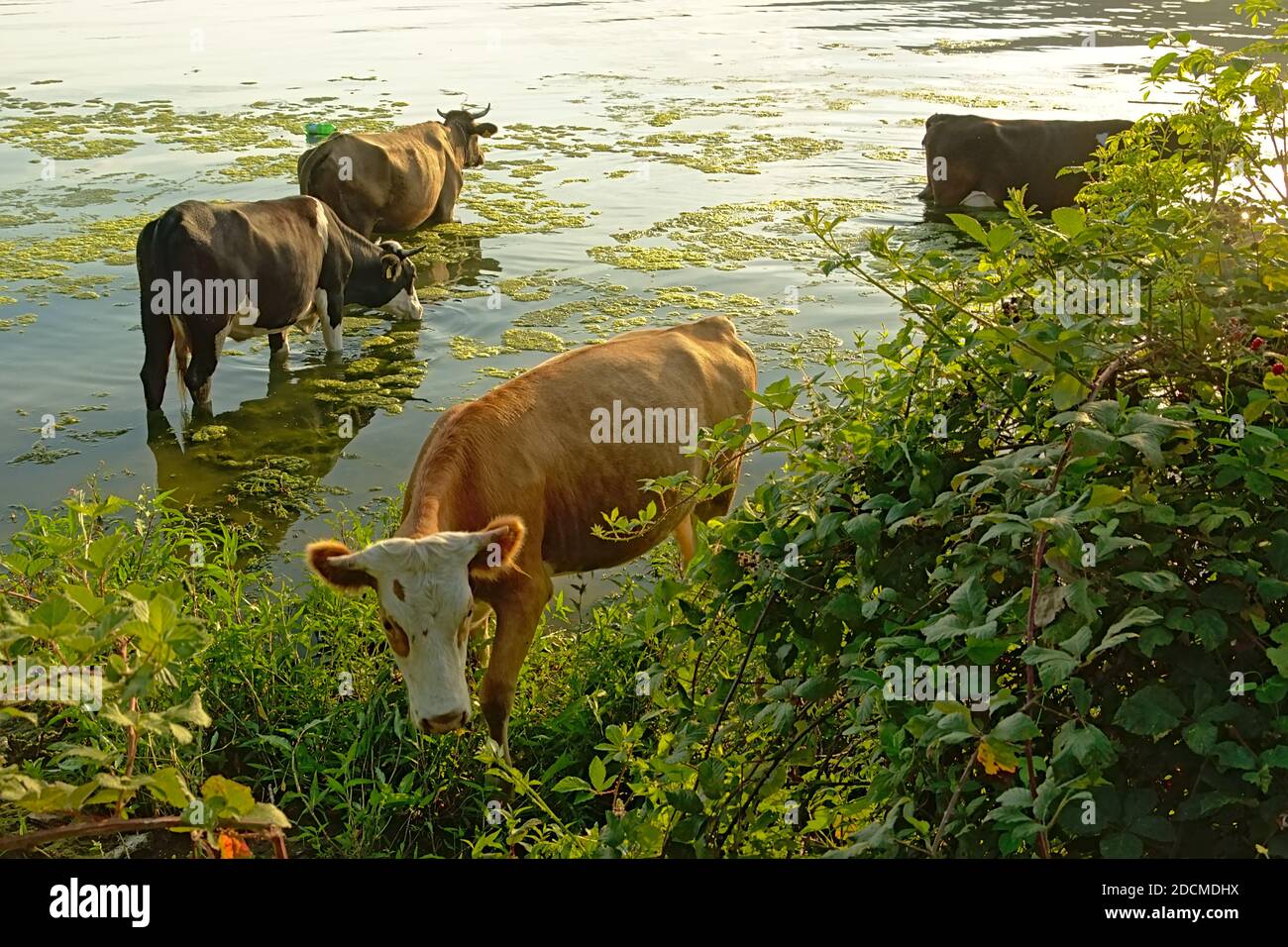 Schwarze und braune Kühe im Wasser neben dem grünen Ufer der Rive Donau, in der rumänischen Landschaft - Bos Taur Stockfoto