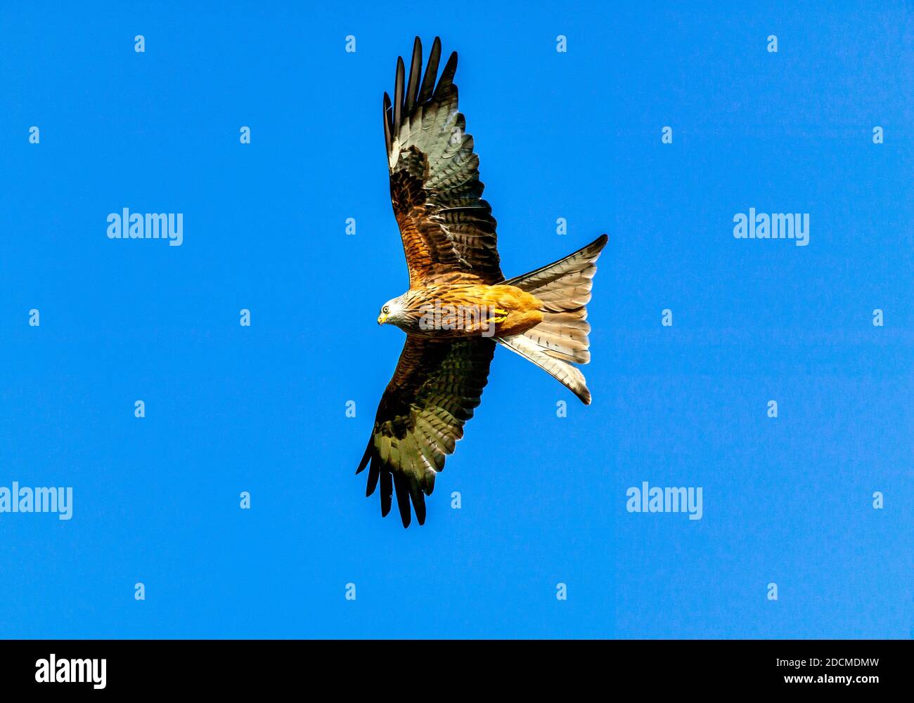 ROTER DRACHEN MILVUS MILVUS EIN GROSSER DRACHEN IN EINEM SOMMERLICHER BLAUER HIMMEL Stockfoto