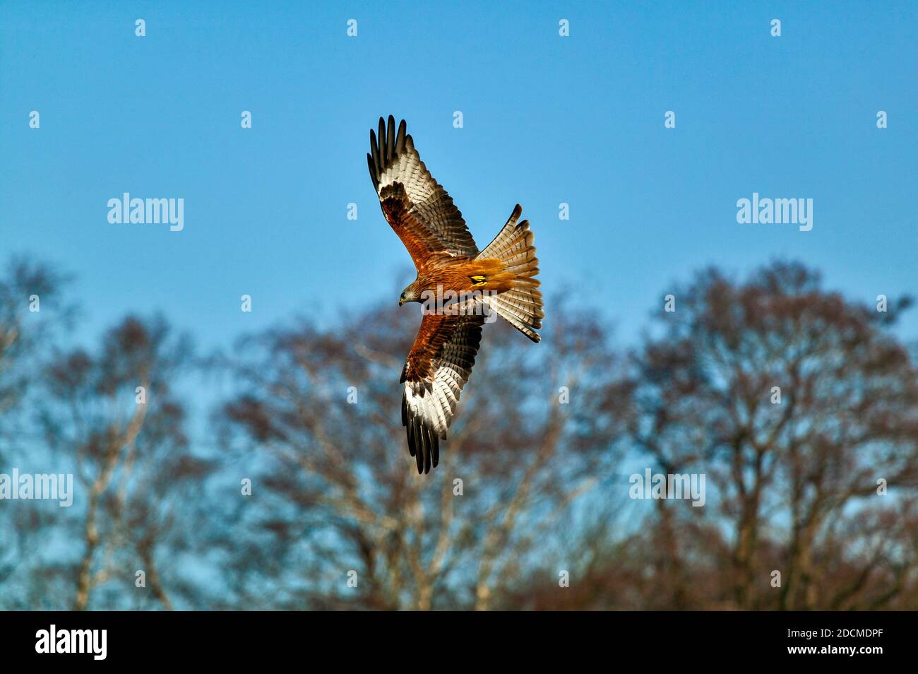 ROTER DRACHEN MILVUS MILVUS FLIEGT ÜBER BÄUME DURCH EINEN SOMMER BLAUER HIMMEL Stockfoto