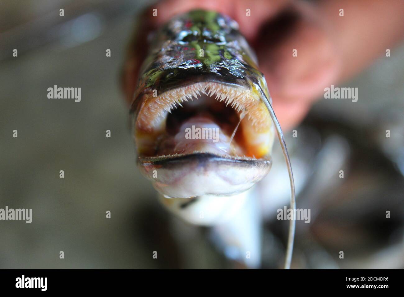 Wallago Attu Fisch in der Hand Süßwasserhai in der Hand Stockfoto