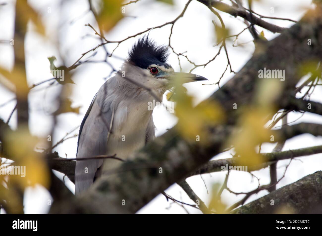 Black Crowned Night Heron, Herefordshire großbritannien. Stockfoto