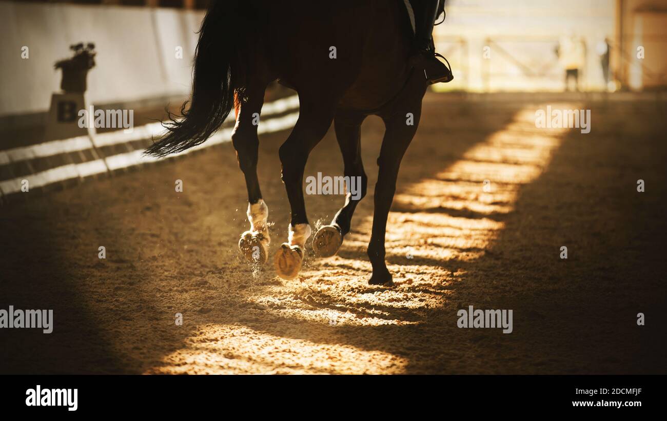 Ein dunkles Bay schnelles Pferd mit schwarzem Schwanz und einem Reiter im Sattel läuft Hufe auf einer sandigen überdachten Arena, durch deren Dach helle Sonnenstrahlen brausieren Stockfoto