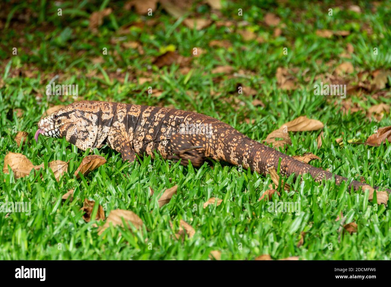 Eine Tupinambis-Eidechse oder ein argentinischer schwarz-weißer Tegu im Iguazu Nationalpark an der Grenze zu Brasilien/Argentinien. Stockfoto