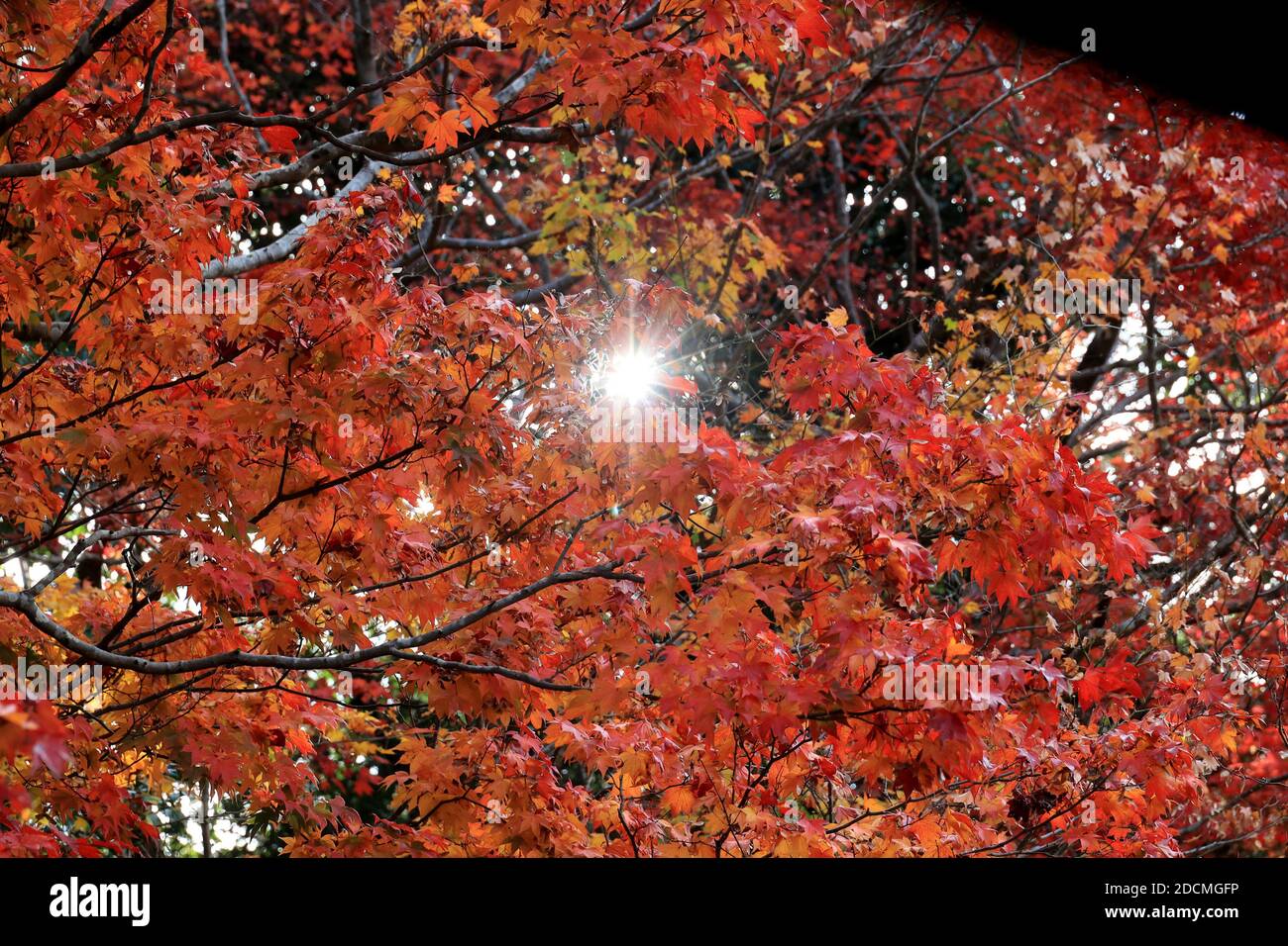 Kyoto, Japan. November 2020. Herbstblätter werden am Sonntag, den 22. November 2020, im Shisendo-Tempel in Kyoto ausgestellt. An drei aufeinanderfolgenden Herbstferien genossen die Menschen das farbenfrohe Herbstlaub in Japans alter Hauptstadt. Quelle: Yoshio Tsunoda/AFLO/Alamy Live News Stockfoto